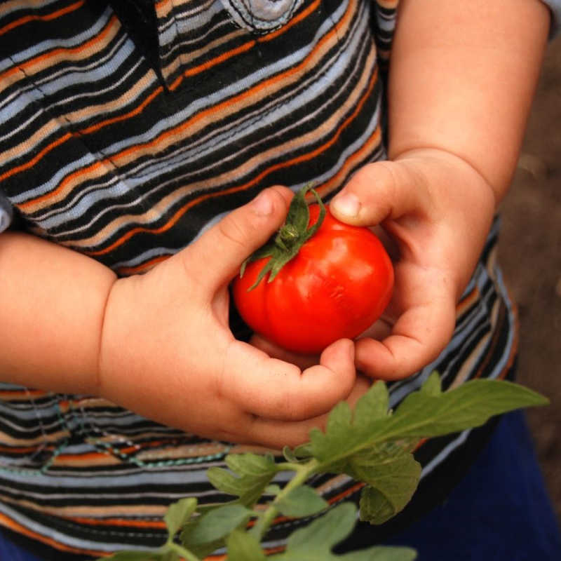 FSN - healthy development